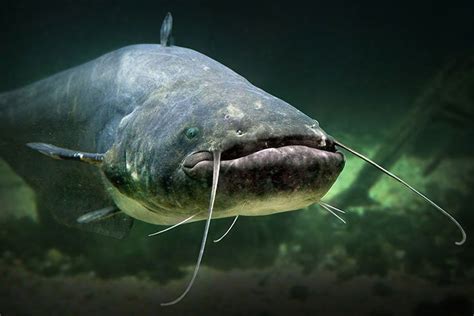 wels fish|In.